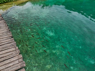 Hırvatistan 'ın Plitvice göllerindeki balık ve kristal temizleme suyu, turkuaz göller ve manzaralı ve savunmasız akarsular arasında popüler bir turizm beldesi.