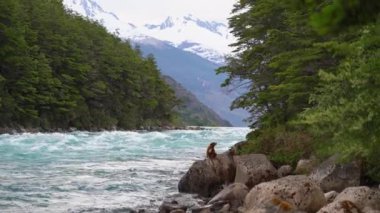 Golden retriever köpeği Rio Baker nehrinin beyaz su akıntısının yanında Carretera Austral, Patagonya, Şili, Güney Amerika boyunca turkuaz suyla oturuyor.
