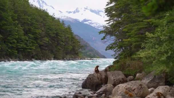 Zlatý Retrívr Sedící Vedle Peřejí Řeky Rio Baker Tyrkysovou Vodou — Stock video