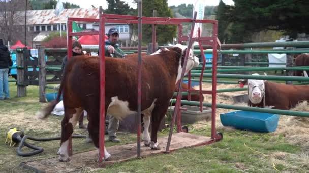 Esquel Argentina 2018 Jordbruksutställning Med Lantbrukare Tävling För Boskapsuppfödning — Stockvideo
