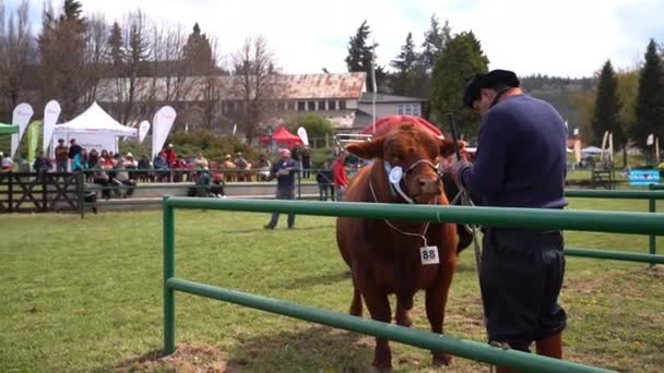 Esquel Argentina 2018 Agricultural Exhibition Farmers Contest Cattle Breeding — Stock Video