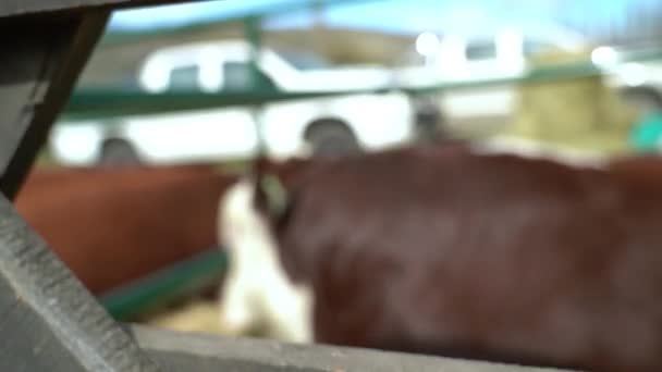Esquel Argentinien 2018 Landwirtschaftsausstellung Mit Bauernwettbewerb Für Rinderzucht — Stockvideo