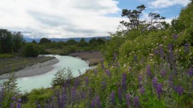 Patagonya, Şili, Güney Amerika 'da Carretera austral' ın yanında kayalık bir nehir yatağında büyüyen renkli mor lupinler.