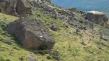 And Akbabası Vultur Gryphus, Güney Amerika 'da Patagonya, Şili' deki Torres del Paine ulusal parkına yakın dağlık bir alanda süzülerek uçan en büyük kuş..