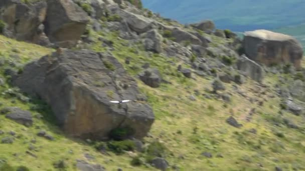 Burung Kondor Hering Andean Vultur Gryphus Burung Terbang Terbesar Meluncur — Stok Video