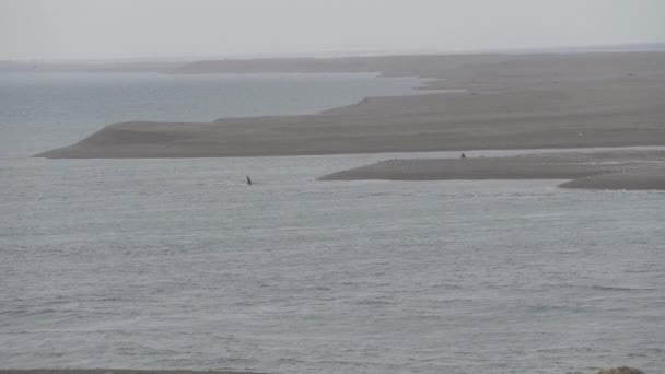 Σχολείο Orcas Wales Δολοφόνος Κολύμπι Κατά Μήκος Της Ακτογραμμής Της — Αρχείο Βίντεο