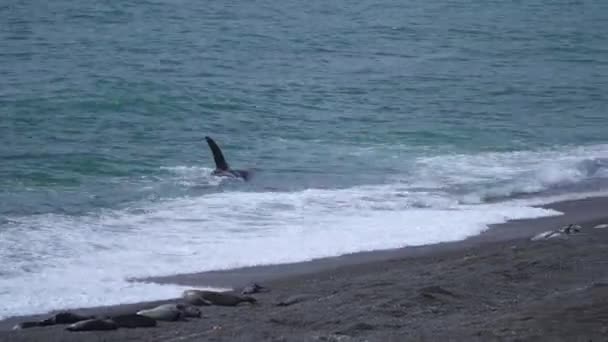 Orkas Neboli Zabijácká Velryba Plave Podél Pobřeží Poloostrova Valdes Caleta — Stock video