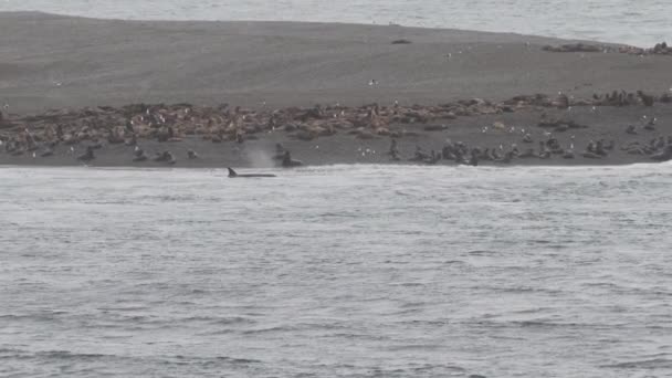 Escuela Orcas Wales Asesinos Nadando Largo Costa Península Valdés Caleta — Vídeos de Stock