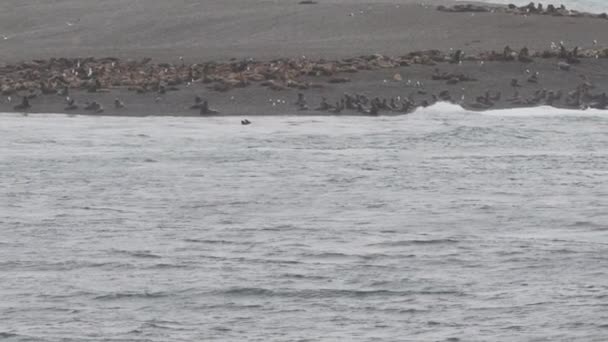 Scuola Orcas Killer Wales Nuotare Lungo Costa Della Penisola Valdes — Video Stock