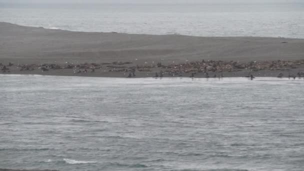 Σχολείο Orcas Wales Δολοφόνος Κολύμπι Κατά Μήκος Της Ακτογραμμής Της — Αρχείο Βίντεο