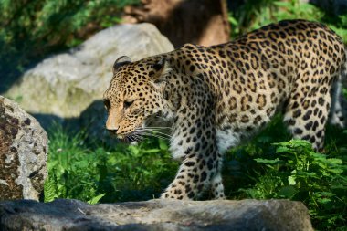 Muenster, Almanya - 07: 30 2022: Mavi gökyüzü güneşli ve aydınlık bir günde kar leoparı