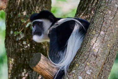 Muenster, Almanya - 07: 30 2022: Siyah ve beyaz kolobus maymunu, bir ağacın tepesinde tutsaklık içinde yaşıyor.