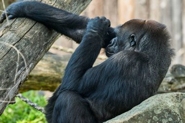 Muenster, Almanya - 07: 30 2022: Batıdaki goril gümüşü Almanya 'nın Muenster hayvanat bahçesinde duruyor.