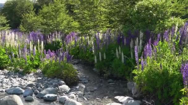Colorful Purple Lupines Growing Rocky Riverbed Alongside Carretera Austral Patagonia — Stock Video