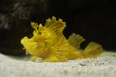 Muenster, Germany - 07 30 2022: Rhinopias frondosa, the weedy scorpionfish, also weed fish, is a bright yellow marine species. clipart