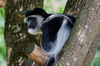Muenster, Almanya - 07: 30 2022: Siyah ve beyaz kolobus maymunu, bir ağacın tepesinde tutsaklık içinde yaşıyor.