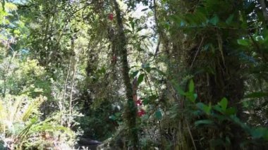 Ventisquero Colgante 'ye yürüyüş yolu. Patagonya, Şili, Güney Amerika' daki Carretera Astral boyunca ulusal parkta şelalesi ve gölü olan asılı bir buzul.