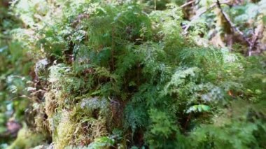 Ventisquero Colgante 'ye yürüyüş yolu. Patagonya, Şili, Güney Amerika' daki Carretera Astral boyunca ulusal parkta şelalesi ve gölü olan asılı bir buzul.