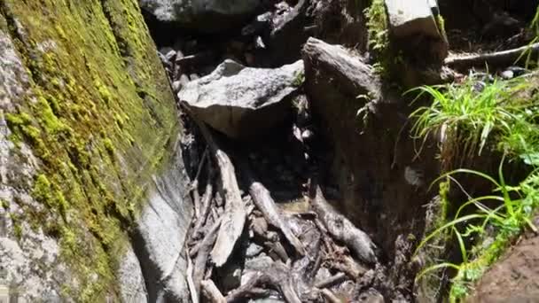 Túraútvonal Ventisquero Colgante Lógó Gleccser Vízeséssel Queulat Nemzeti Park Mentén — Stock videók