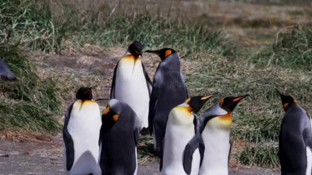 Group King Penguins Flightless Seabird Coast South Atlantic Ocean — Vídeo de Stock