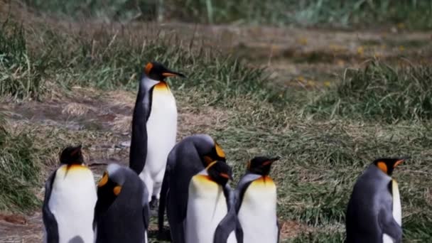 Group King Penguins Flightless Seabird Coast South Atlantic Ocean — Stockvideo