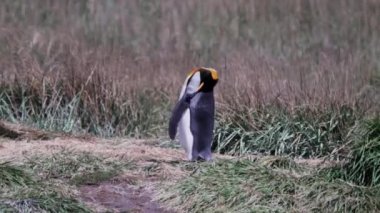 group of king penguins, a flightless seabird, at the coast of the south atlantic ocean