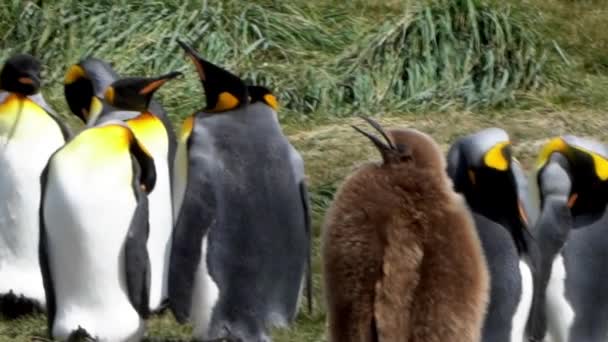 南大西洋の海岸にある飛行のない海鳥であるペンギン王のグループは — ストック動画