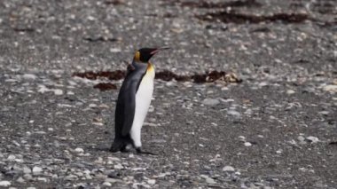 group of king penguins, a flightless seabird, at the coast of the south atlantic ocean