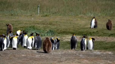 group of king penguins, a flightless seabird, at the coast of the south atlantic ocean