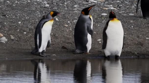 Group King Penguins Flightless Seabird Coast South Atlantic Ocean — Vídeos de Stock