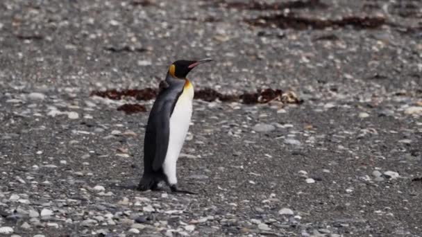 南大西洋の海岸にある飛行のない海鳥であるペンギン王のグループは — ストック動画