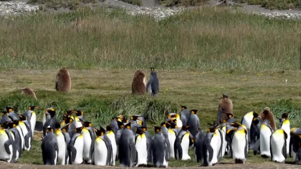 Group King Penguins Flightless Seabird Coast South Atlantic Ocean — Stockvideo