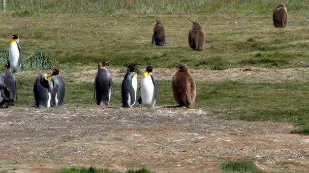Group King Penguins Flightless Seabird Coast South Atlantic Ocean — Video Stock