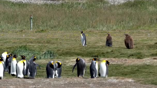 Группа Пингвинов Царей Летающих Морских Птиц Побережье Южного Атлантического Океана — стоковое видео