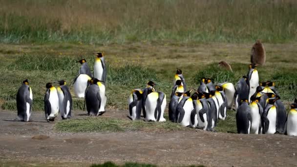 Group King Penguins Flightless Seabird Coast South Atlantic Ocean — Stok video