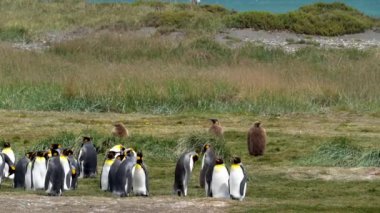 group of king penguins, a flightless seabird, at the coast of the south atlantic ocean