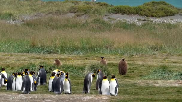 Group King Penguins Flightless Seabird Coast South Atlantic Ocean — Vídeos de Stock