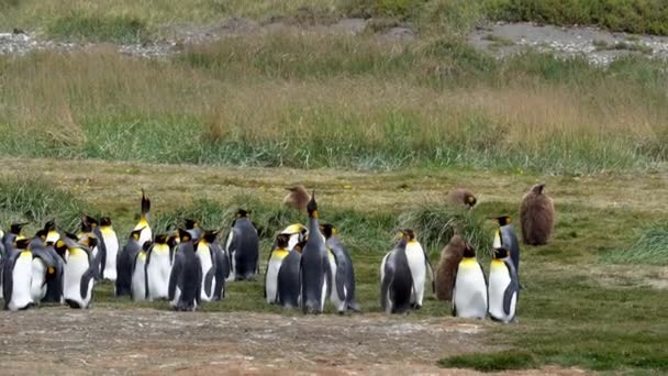 Group King Penguins Flightless Seabird Coast South Atlantic Ocean — 图库视频影像