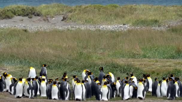 Группа Пингвинов Царей Летающих Морских Птиц Побережье Южного Атлантического Океана — стоковое видео