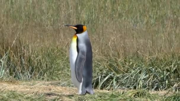 Group King Penguins Flightless Seabird Coast South Atlantic Ocean — Stock video
