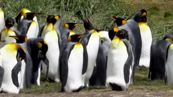 Group King Penguins Flightless Seabird Coast South Atlantic Ocean — Αρχείο Βίντεο