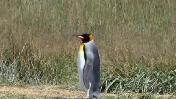 Group King Penguins Flightless Seabird Coast South Atlantic Ocean — Stok video