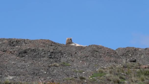 Puma Mountain Lion Also Cougar Lying Mountain Ridge Torres Del — Stock video