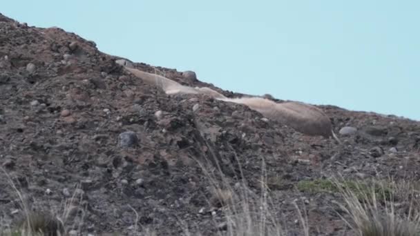 Puma Mountain Lion Also Cougar Lying Mountain Ridge Torres Del — Vídeo de stock
