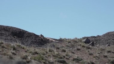 Puma, mountain lion or also cougar, lying on a mountain ridge in the torres del paine national park in Patagonia, Chile and relaxing on a sunny day with blue sky.