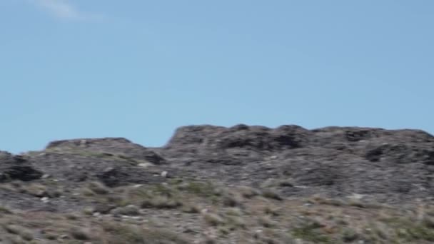 Пума Горный Лев Пума Лежащая Горном Хребте Национальном Парке Торрес — стоковое видео