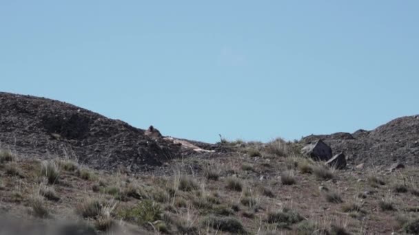 Puma Mountain Lion Also Cougar Lying Mountain Ridge Torres Del — Stok video