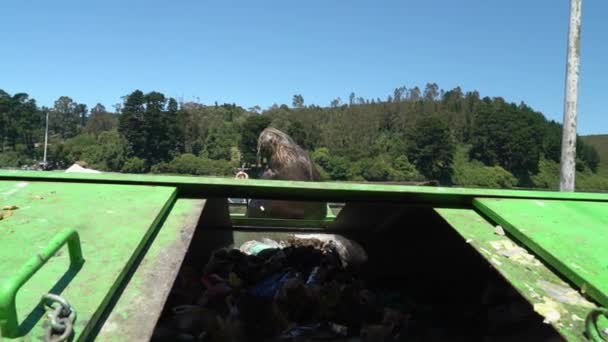 Puerto Montt Chile 2018 Sea Lion Entering Garbage Container Seafood — Stockvideo