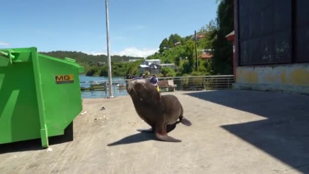 Puerto Montt Chile 2018 Sea Lion Entering Garbage Container Seafood — Vídeos de Stock