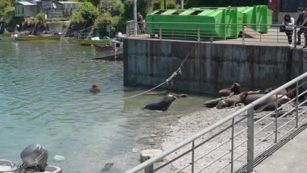 Puerto Montt Chile 2018 Sea Lion Seafood Market Port Puerto — Stockvideo
